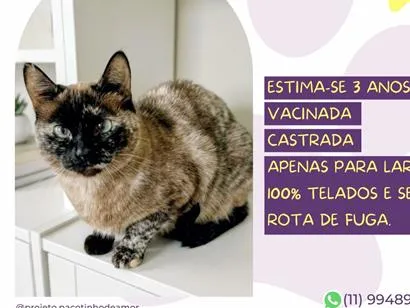 Gato raça SRD-ViraLata idade 3 anos nome Judith
