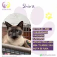 Shiva