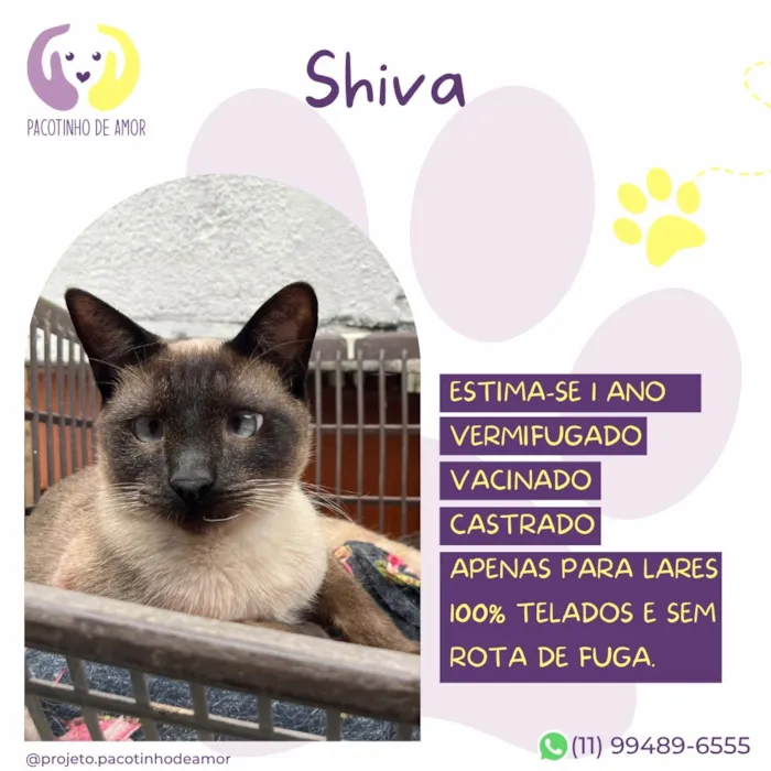 Gato raça Siamês idade 1 ano nome Shiva