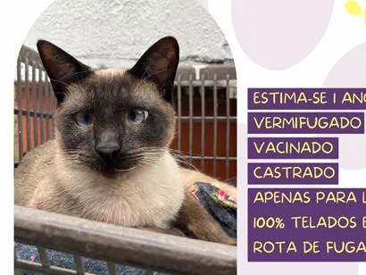 Gato raça Siamês idade 1 ano nome Shiva
