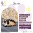 Sara