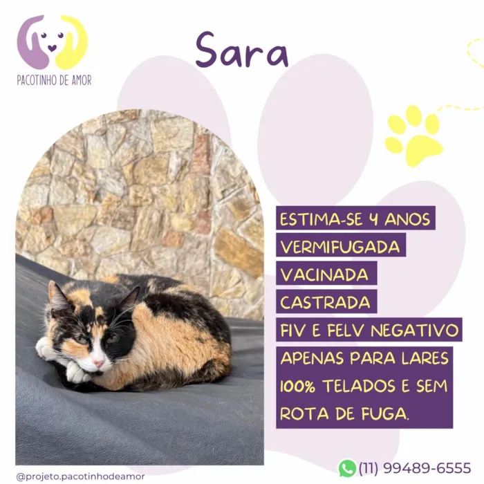 Gato raça SRD-ViraLata idade 4 anos nome Sara