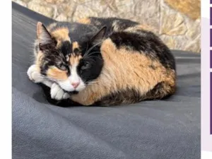 Gato raça SRD-ViraLata idade 4 anos nome Sara