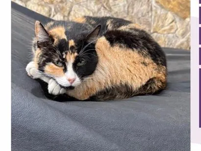 Gato raça SRD-ViraLata idade 4 anos nome Sara