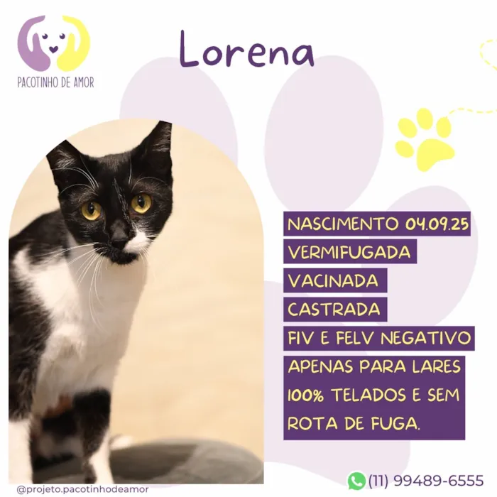 Gato raça SRD-ViraLata idade 1 ano nome Lorena
