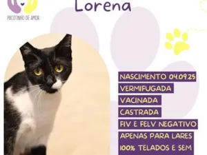 Gato raça SRD-ViraLata idade 1 ano nome Lorena
