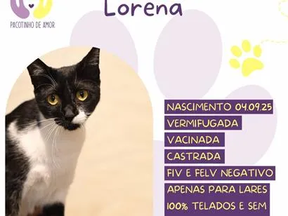 Gato raça SRD-ViraLata idade 1 ano nome Lorena