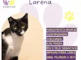 Lorena