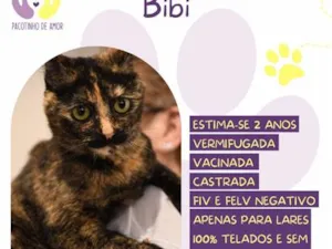 Gato raça SRD-ViraLata idade 2 anos nome Bibi