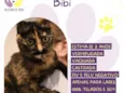 Bibi