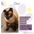 Olaf