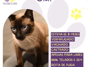 Gato raça Siamês idade 7 a 11 meses nome Olaf
