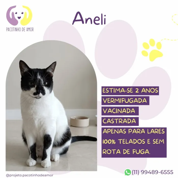 Gato raça SRD-ViraLata idade 2 anos nome Aneli