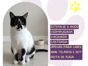 Gato raça SRD-ViraLata idade 2 anos nome Aneli