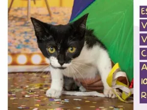 Gato raça SRD-ViraLata idade 2 a 6 meses nome Amora
