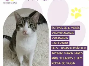 Gato raça SRD-ViraLata idade 2 a 6 meses nome Flanelinha