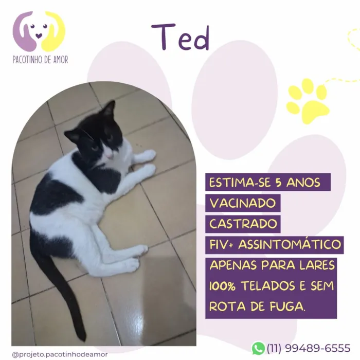 Gato raça SRD-ViraLata idade 5 anos nome Ted