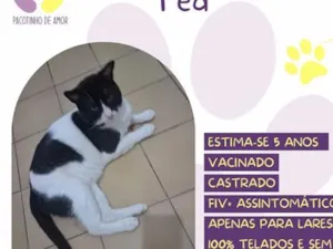 Gato raça SRD-ViraLata idade 5 anos nome Ted