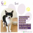 Sol