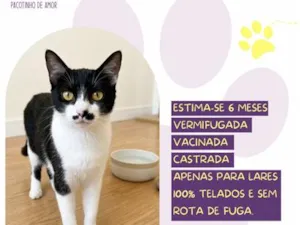 Gato raça SRD-ViraLata idade 2 a 6 meses nome Sol