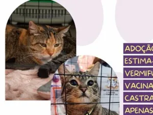 Gato raça SRD-ViraLata idade 2 anos nome Leona e Freddy