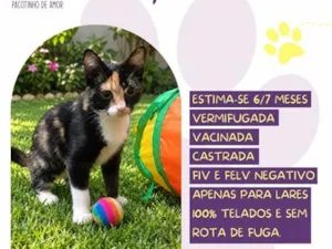 Gato raça SRD-ViraLata idade 7 a 11 meses nome Lylee