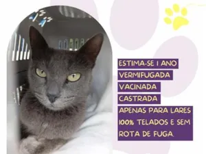 Gato raça SRD-ViraLata idade 1 ano nome Sarah