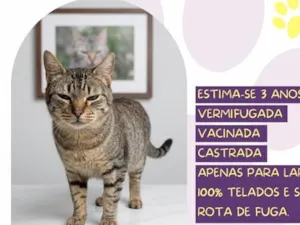 Gato raça SRD-ViraLata idade 3 anos nome Ohana