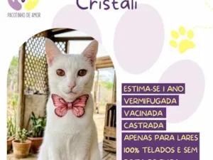 Gato raça SRD-ViraLata idade 1 ano nome Cristali