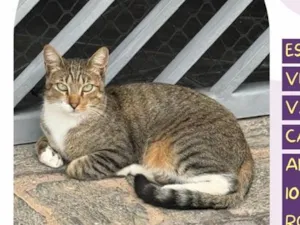 Gato raça SRD-ViraLata idade 2 anos nome Tico