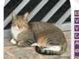 Tico