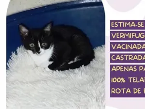 Gato raça SRD-ViraLata idade 2 a 6 meses nome Raposinha