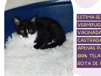 Gato raça SRD-ViraLata idade 2 a 6 meses nome Raposinha