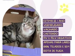 Gato raça SRD-ViraLata idade 1 ano nome Spooky