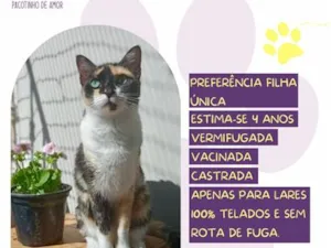 Gato raça SRD-ViraLata idade 4 anos nome Nina