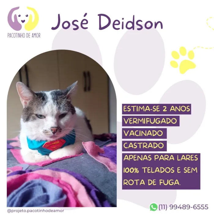Gato raça SRD-ViraLata idade 2 anos nome José Deidson