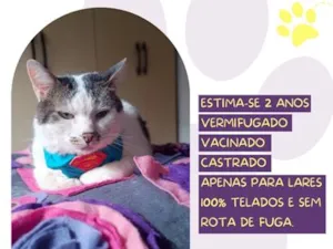 Gato raça SRD-ViraLata idade 2 anos nome José Deidson
