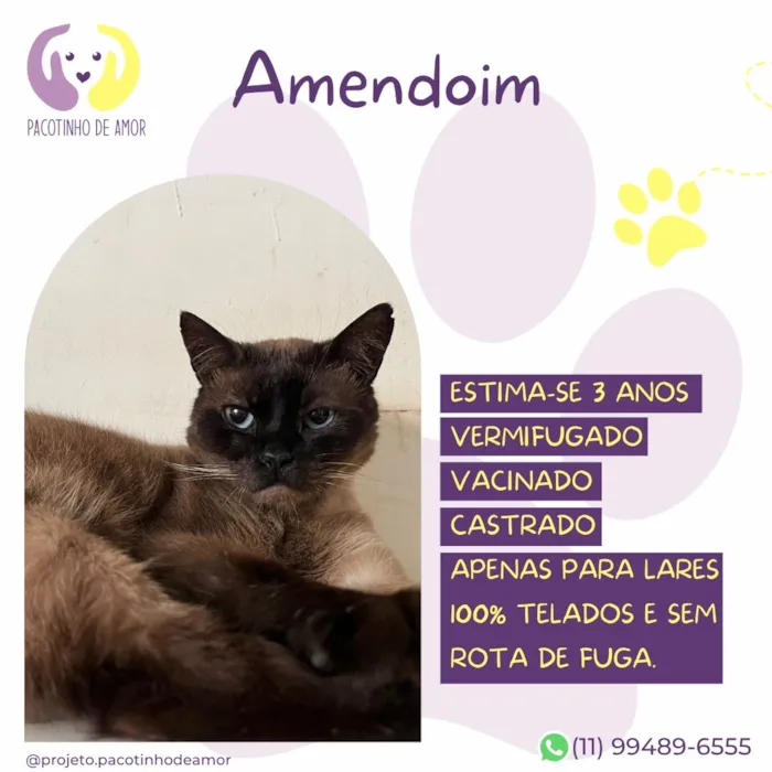 Gato raça Siamês idade 3 anos nome Amendoim
