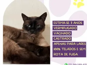 Gato raça Siamês idade 3 anos nome Amendoim