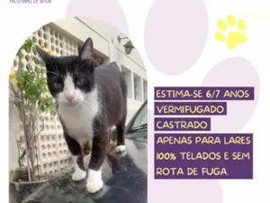 Gato raça SRD-ViraLata idade 6 ou mais anos nome Felix