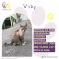 Vicky