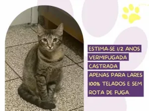 Gato raça SRD-ViraLata idade 2 anos nome Rubi