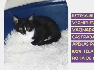 Gato raça SRD-ViraLata idade 2 a 6 meses nome Raposinha