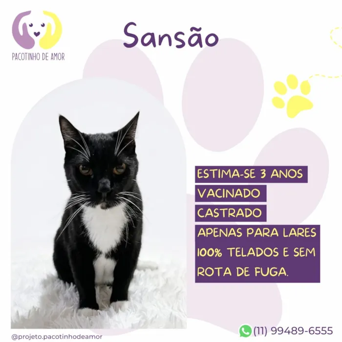 Gato raça SRD-ViraLata idade 3 anos nome Sansão