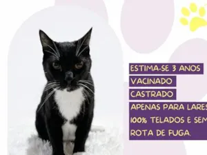 Gato raça SRD-ViraLata idade 3 anos nome Sansão