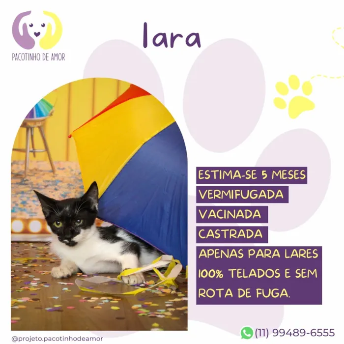 Gato raça SRD-ViraLata idade 2 a 6 meses nome Lara