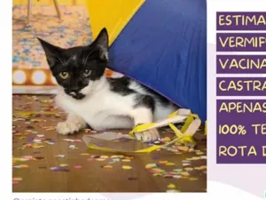 Gato raça SRD-ViraLata idade 2 a 6 meses nome Lara