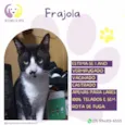 Frajola