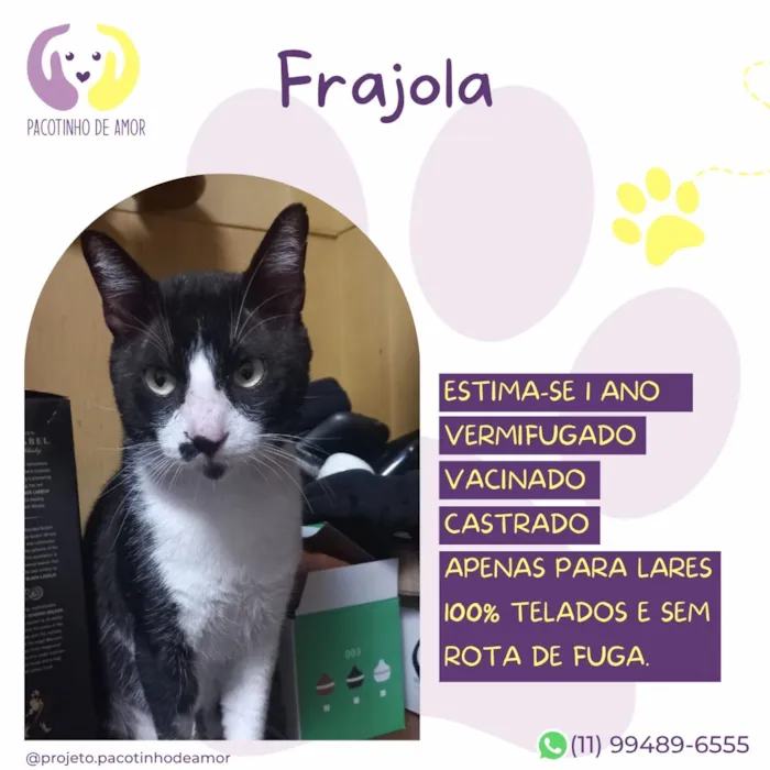 Gato raça SRD-ViraLata idade 1 ano nome Frajola
