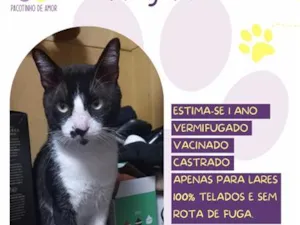 Gato raça SRD-ViraLata idade 1 ano nome Frajola